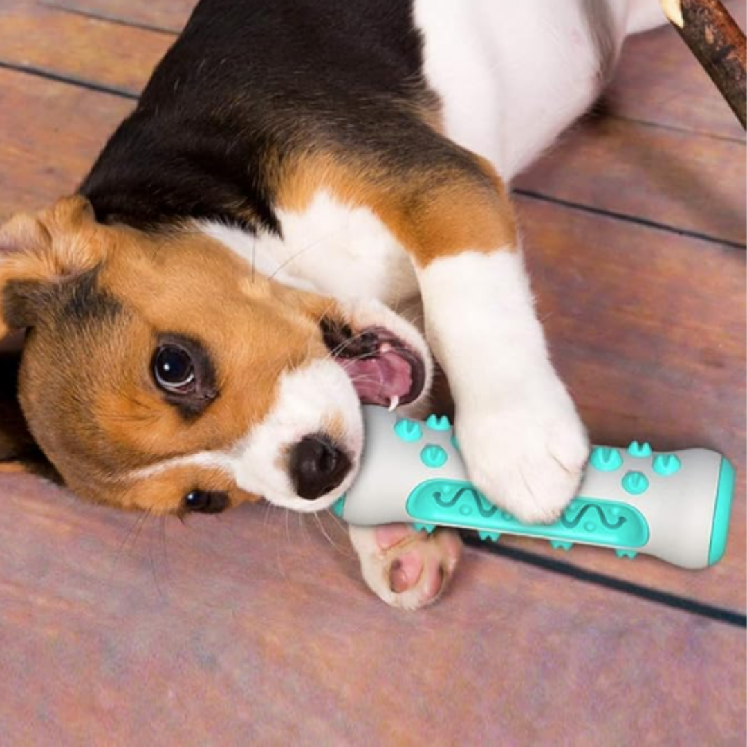 Jouet à Mâcher Nettoyant – Des dents saines pour votre chien