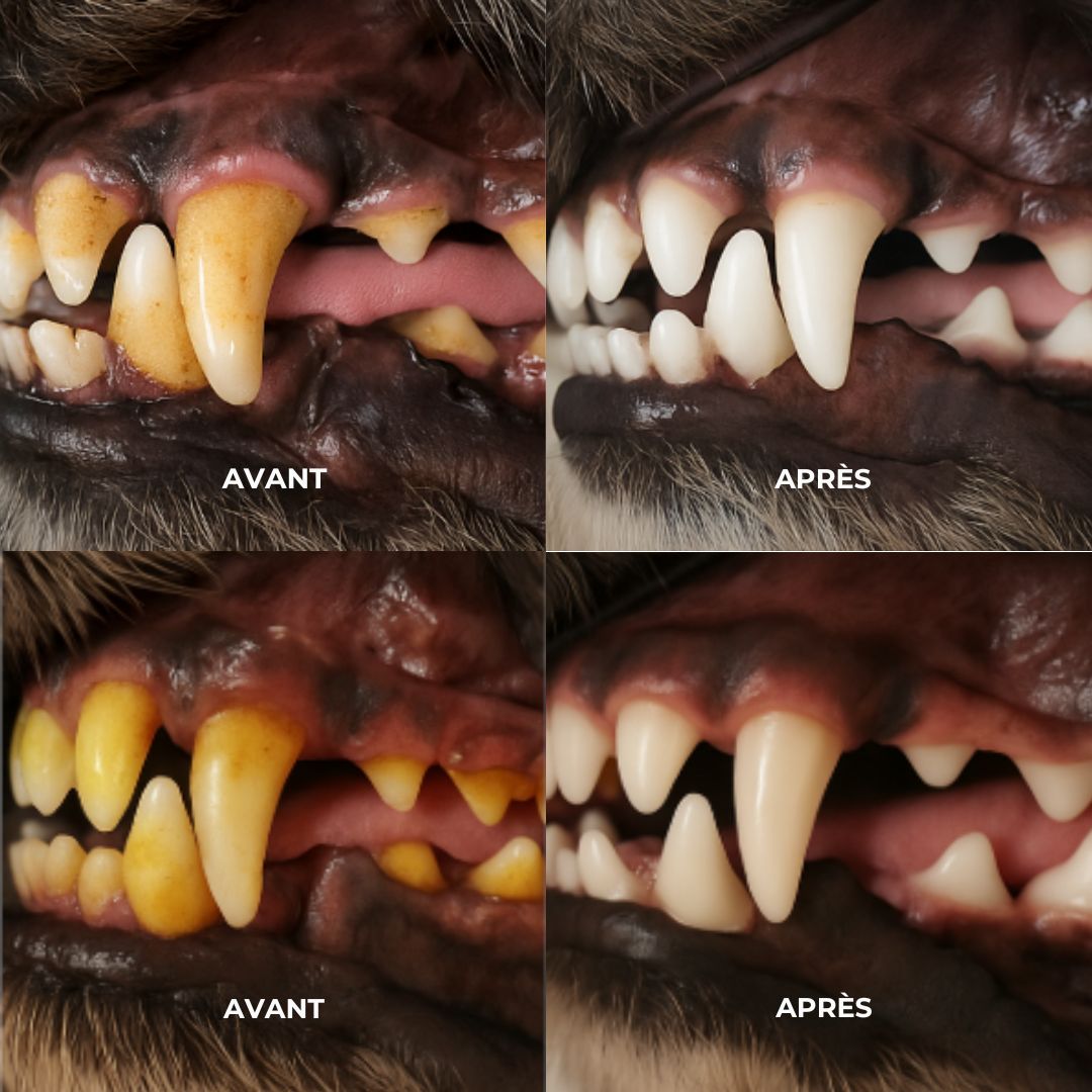 Jouet à Mâcher Nettoyant – Des dents saines pour votre chien