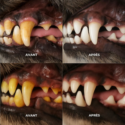 Jouet à Mâcher Nettoyant – Des dents saines pour votre chien